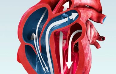 Fracția de ejecție – ce este, cât de importantă este și de ce ecografia cardiacă este esențială în evaluarea inimii